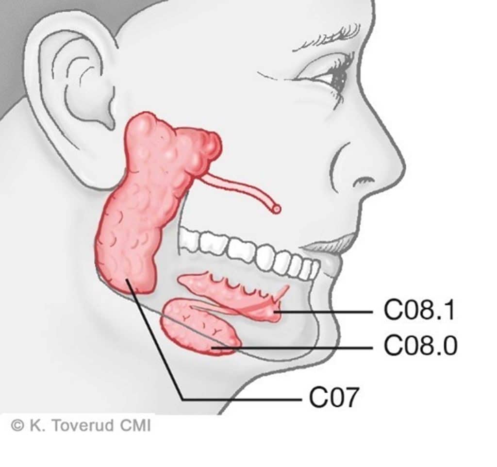 Hos Kolbotn Tannklinikk illustreres de store spyttkjertlene som produserer mesteparten av spyttet – Kolbotn, Follo, Oppegård og Nordstrand.