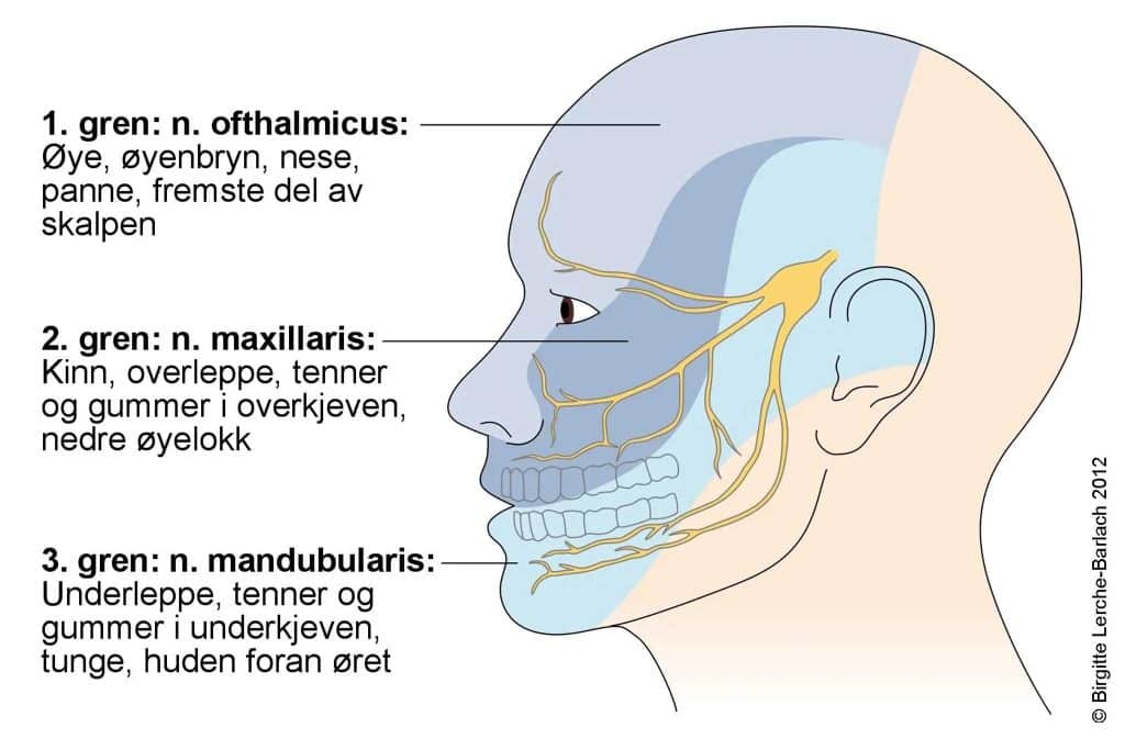 Ved Kolbotn Tannklinikk viser vi illustrasjon av trigeminusnerven og dens tre forgreininger – tannleger i Kolbotn, Follo, Holmlia og Greverud utreder og behandler nervesmerter.